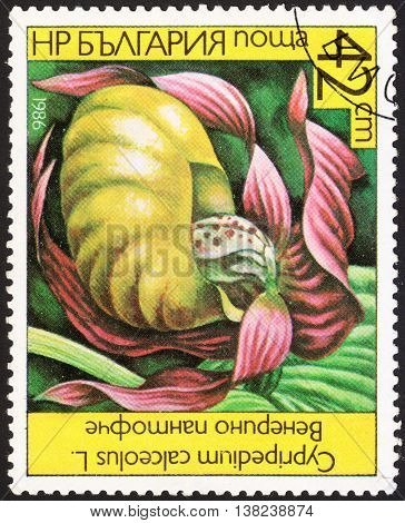 MOSCOW RUSSIA - DECEMBER 2015: a post stamp printed in BULGARIA shows a flower with the inscription "Cypripedium calceolus" the series "Orchids" circa 1986