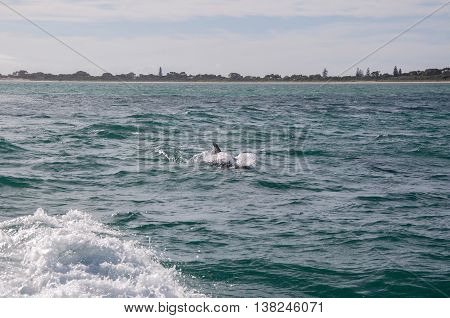 Wild dolphin swimming and splashing in the Indian Ocean waters off of Penguin Island in Rockingham, Western Australia.