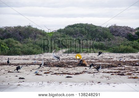 Wild pelican, sea gulls and pied cormorants on the beach with a resting sea lion under an overcast sky on a remote island in Rockingham, Western Australia.