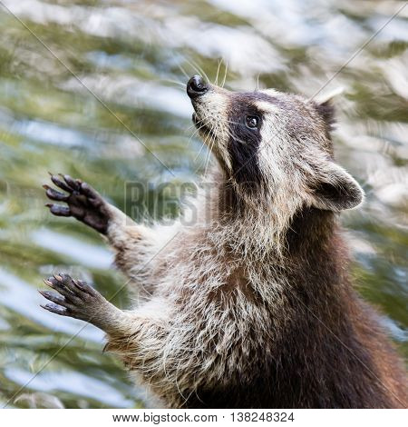 Adult Raccoon Begging
