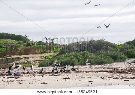 Pelicans in flight with pelicans and pied cormorants on sandy beach on remote island with native green dune plants in Rockingham, Western Australia.