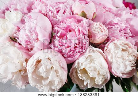 fresh bright blooming peonies flowers with dew drops on petals