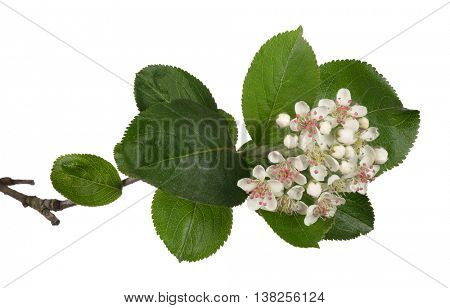 thornapple blossoming branch isolated on white background