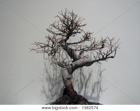 Bloody Roots 2