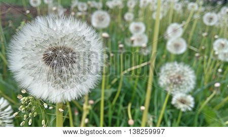 A blow ball on green grass,  summer plants