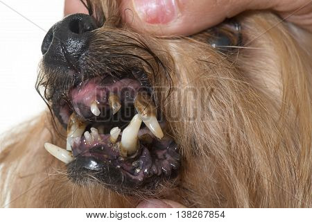 tartar teeth of old dog in studio