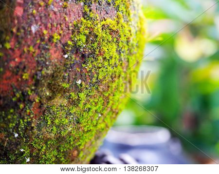 Moss on the pottery for decorated garden.