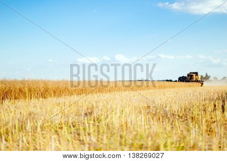 Combine harverster working in the fields summer