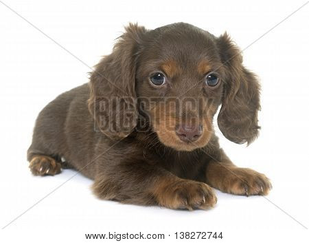 long hair dachshund in front of white background