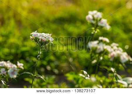 White Gillyflower Growing In Garden