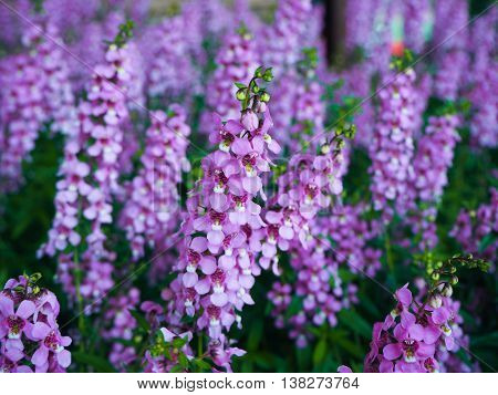 Violet flower bloom and green leaf in the graden.