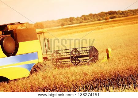 Combine harverster working in the fields at summer