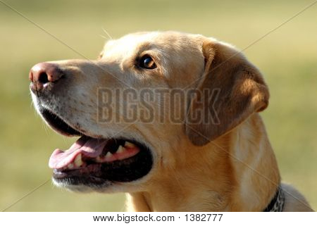 Gul Labrador Retriever
