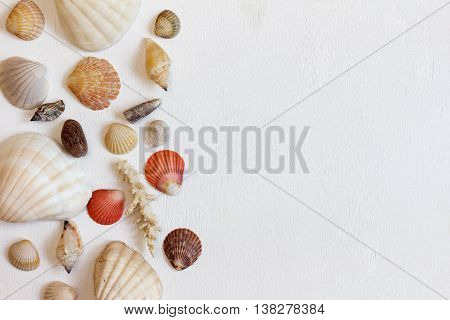 Frame with seashells on a white background. Sea concept. Flat lay. The top view.