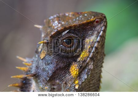 Masked Spiny Lizard Closeup