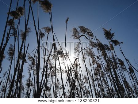 Stems of thatching reed at the sunrise
