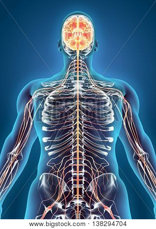 3D Illustration Of Human Internal System - Nervous System.