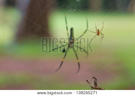 Golden Silk Orb Weaving Spider