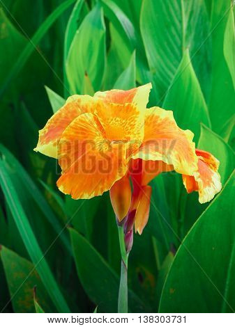 The Orange and Yellow Canna Lily Flower is bloom in the garden.