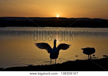 A beautiful duck at sunset spreading its big wings by the lake in Ioannina.
