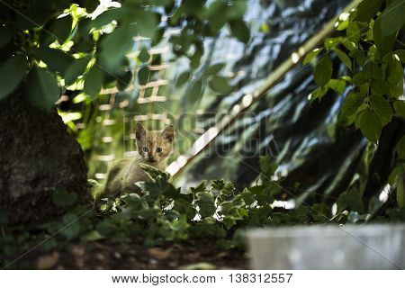 Little frightened kitten is hidding and looking around.
