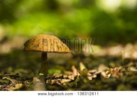 A lonley small mushroom in the forest
