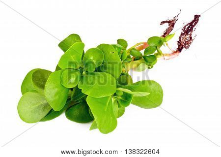 Fresh Green Purslane on White Studio Photo