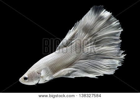The Siamese fighting fish (Betta splendens), also sometimes colloquially known as the Betta, is a species in the Gourami family which is popular as an aquarium fish.