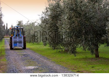 Bolgheri Tuscany olive harvest in Bolgheri ready to be taken to the mill to produce the famous extra virgin olive oil olio extra vergine di oliva