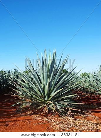 Agave tequila landscape to Guadalajara Jalisco Mexico.