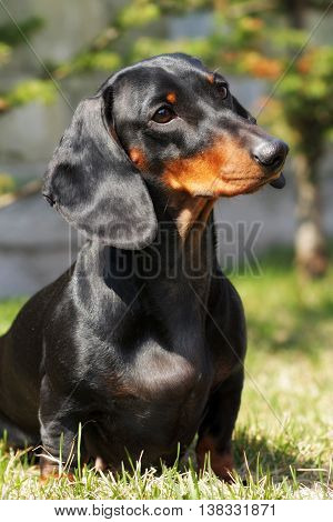 Dog German haired Dachshund in the summer outdoors closeup portrait