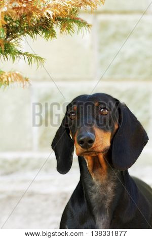 Purebred dog breed the German shorthaired Dachshund in front of a white stone wall closeup portrait