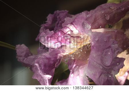 307 Desert Willow Bloom Macro Found In Arizona Of The Southwest Of The United States