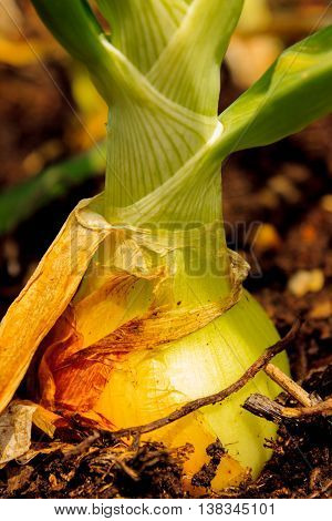An onion growing out of the ground in a farm garden.
