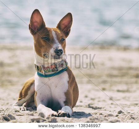 Basenji dog on the seashore. Sunny day. Sand beach. Close-up