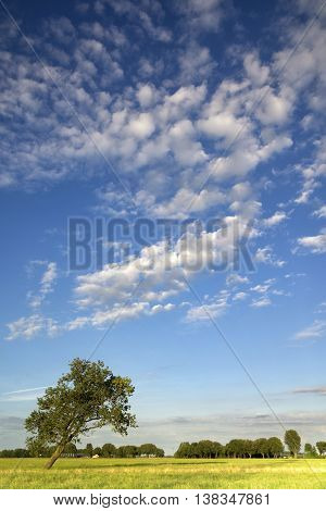 Tree in a pasture near the Dutch village Wijngaarden with a cloudy sky in the background