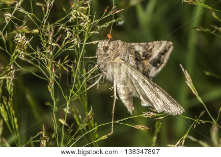 A silver Y moth is sitting on a grass-stock