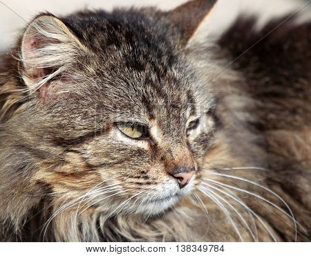 Head gray red cat looking to the side
