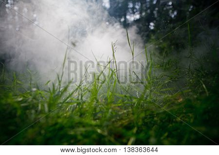 mistique grass in the fog on sunlight