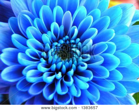 Blaue Blume