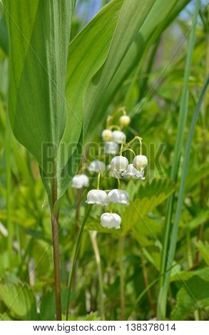 A close up of the lily-of-the-valley (Convallaria keiskei).