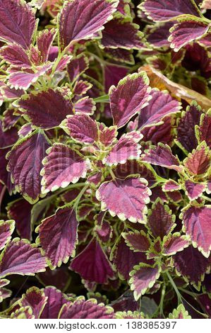 close up Solenostemon scutellaides plants in nature garden