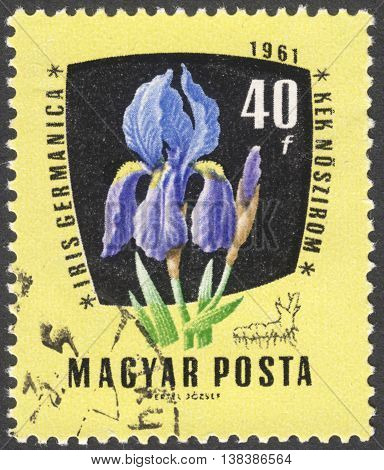 MOSCOW RUSSIA - JANUARY 2016: a post stamp printed in HUNGARY shows a flower Iris Germanica the series "Medicinal Plants" circa 1961