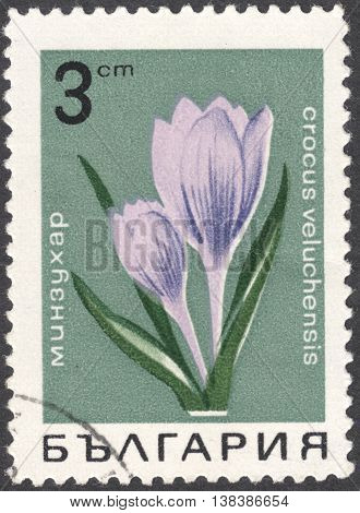 MOSCOW RUSSIA - JANUARY 2015: a post stamp printed in BULGARIA shows a Crocus veluchensis flower the series "Flowers" circa 1968