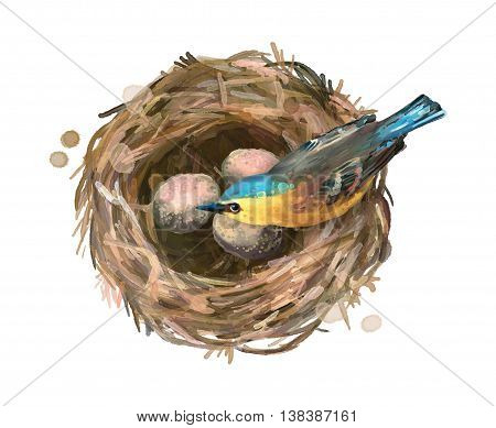 Bird at nest with eggs on a white background. Watercolor illustration