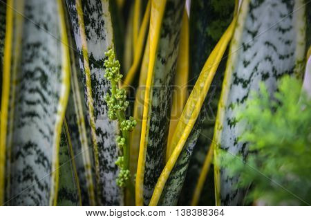 Sansevieriya flower (tree tonque dragon) select focus