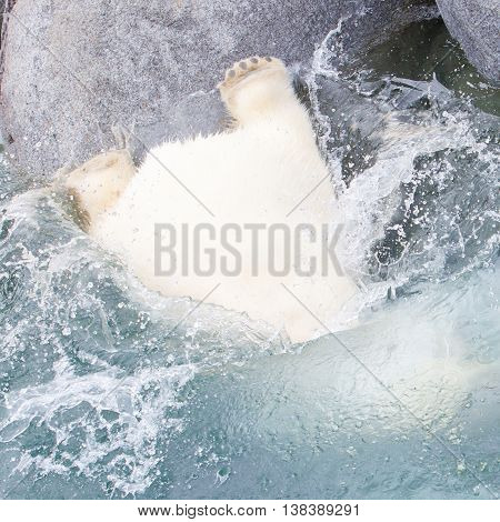 Close-up Of A Polarbear (icebear) Jumping In The Water