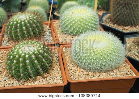 Row of globular cactus ornamental tree on Flower pot.