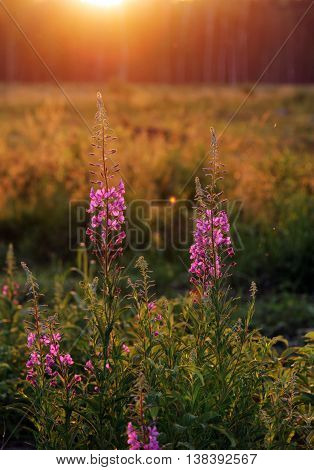 fireweed narrow-leaved Chamerion angustifelium bushes at sunset summer sun