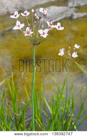 Flowering Rush (Butomus umbellatus) near the water